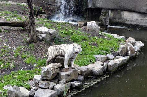 上海有哪些動物園：窺探城市的野生之趣